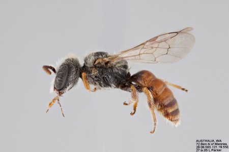 [Baeocolletes male (lateral/side view) thumbnail]